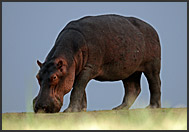 hippo grazing