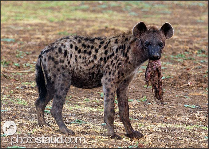 Dead Hyena