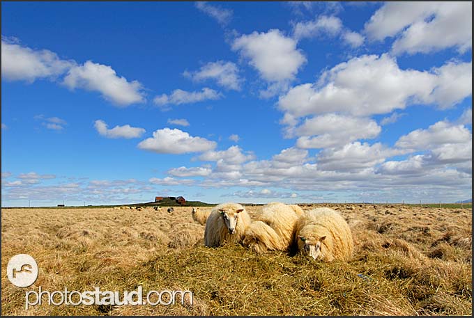 Farming In Iceland