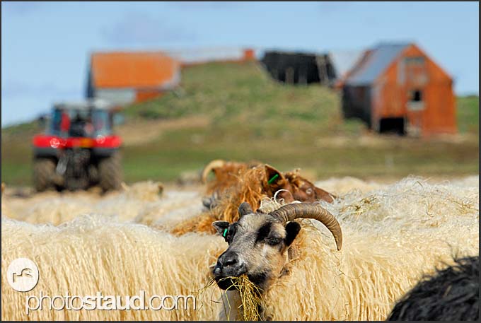 Farming In Iceland