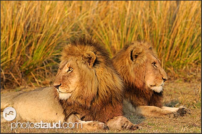 Info On Lions