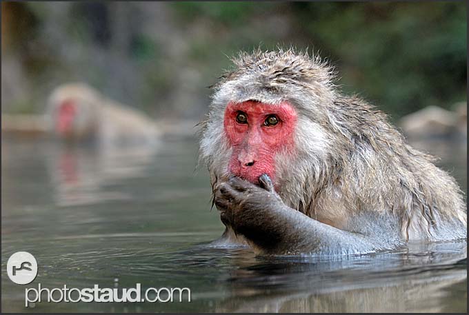 japan-nagano-macaques-014.3.jpg
